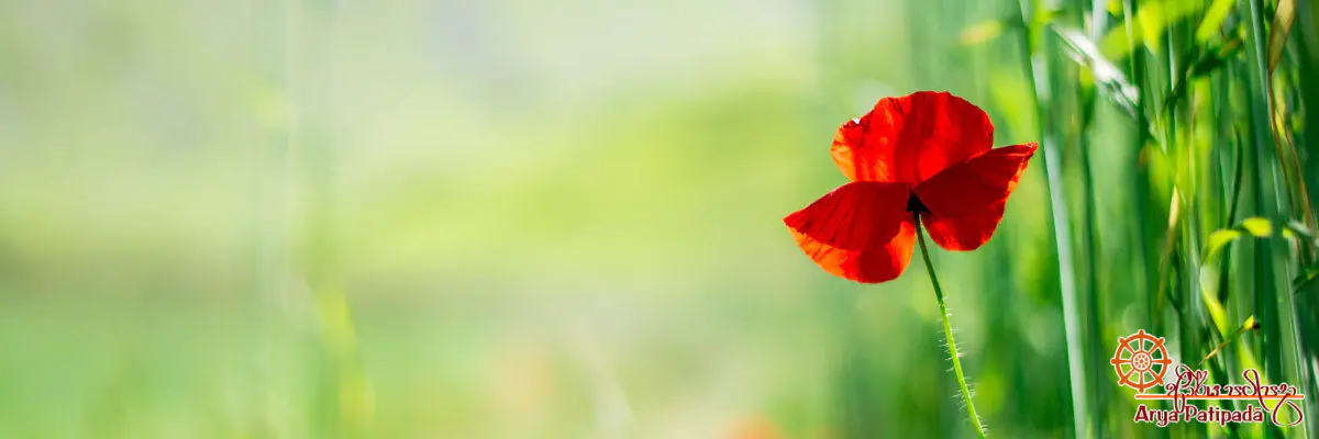 නොකළ යුතු දෙතිස් කථා
